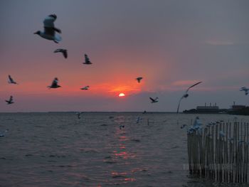 Seagulls flying over sea against sky during sunset