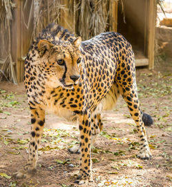 Cheetah looking away while standing on field