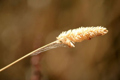 Close-up of dry leaf on twig