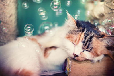 Close-up of a cat sleeping