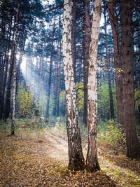 Pine trees in forest