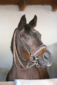 Close-up of a horse