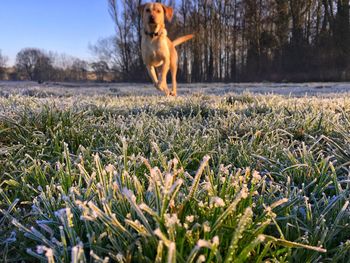 Dog on field against clear sky