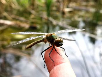 Close-up of dragonfly