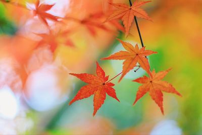 Close-up of maple leaves on plant