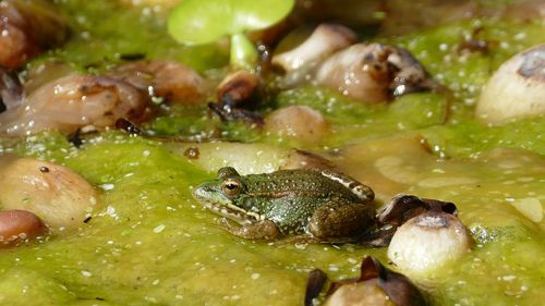 Close-up of crab on wet leaf