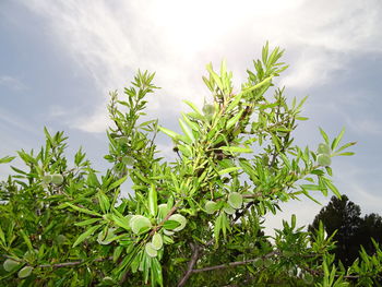 Plants against sky