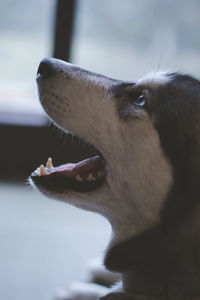 Close-up of a dog looking away