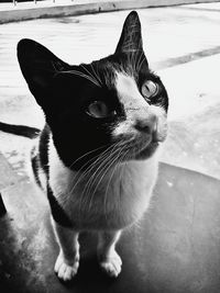Cat looking away