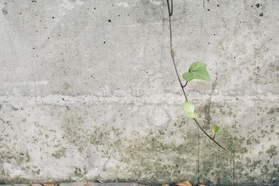 Close-up of plant against wall