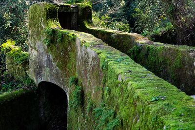 Arch bridge over stream in forest