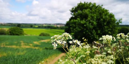 Scenic view of flowering plant on field against sky
