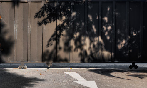 View of an animal on the road
