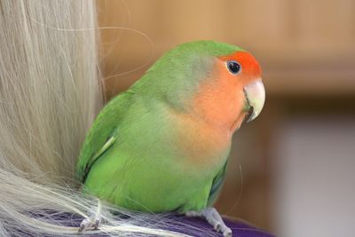 Close-up of parrot