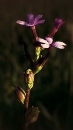 Close-up of plant against blurred background