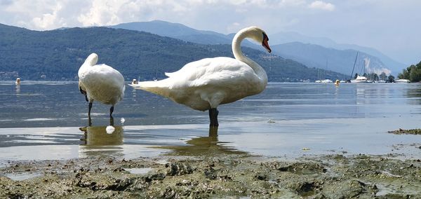 Swans on a lake