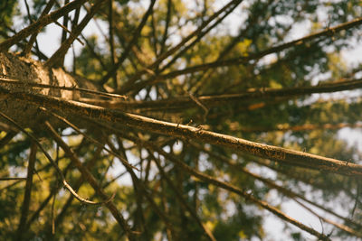 Low angle view of tree branches in forest