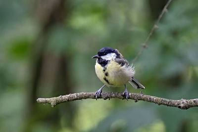 Close-up of bird perching on branch
