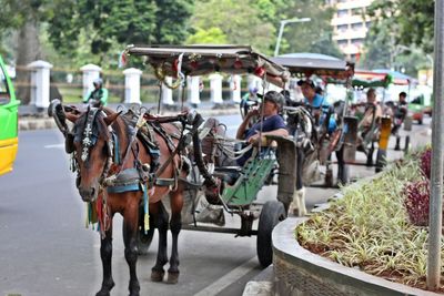 Horse cart on street