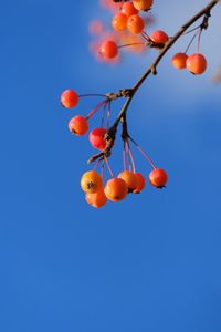 Low angle view of berries against blue sky