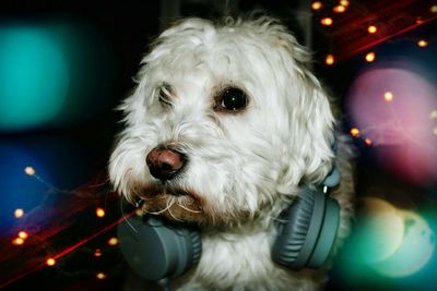 Close-up portrait of dog