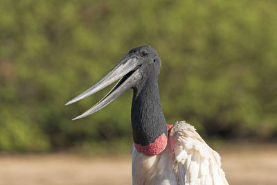 Close-up of a bird on a field