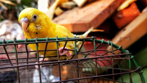 Close-up of parrot in cage