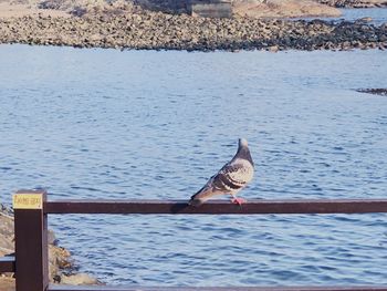 Bird on pier over sea