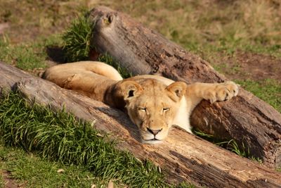 High angle view of lioness lying on grassy field