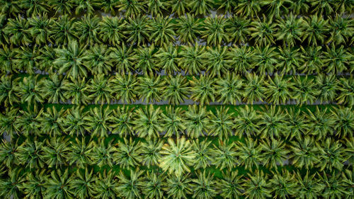 Coconut agricultural fields plantation green color in a row and water aerial top view photograph 
