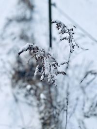 Close-up of frozen plant during winter