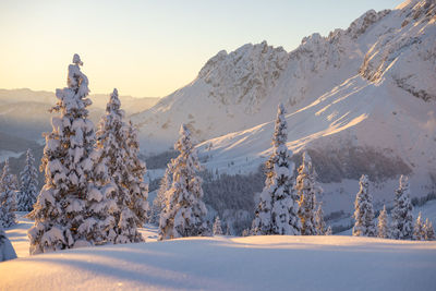 Winter mountain landscape with snowy fir trees during the sunset in the austrian alps