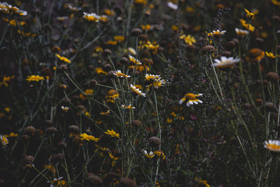 Close-up of yellow flowering plants on field