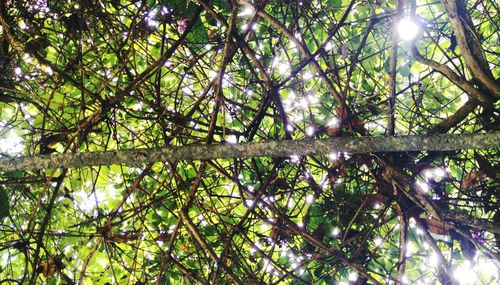 Low angle view of sunlight streaming through trees in forest