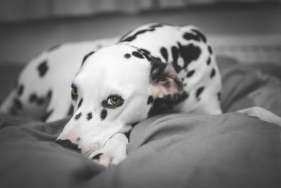 Dog resting on floor