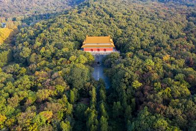 High angle view of trees in forest