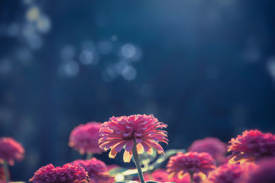 Close-up of flowers blooming outdoors