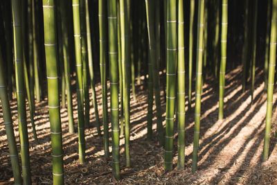 Bamboo plants on field in forest