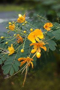 Close-up of yellow flowers