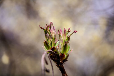 Close-up of flowering plant