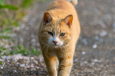 Portrait of ginger cat outdoors