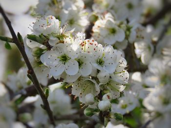 Close-up of white cherry blossoms in spring