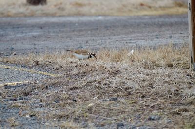 Bird perching on a field