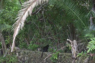 View of birds perching on tree