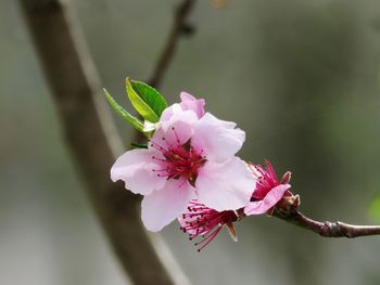 Close-up of pink cherry blossom