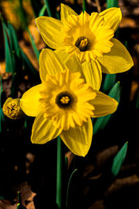 flowering plant