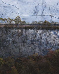 Bare trees in forest during winter