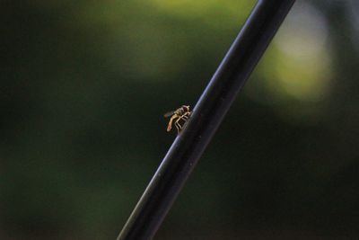 Close-up of insect on leaf