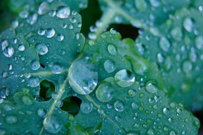Close-up of water drops on leaf