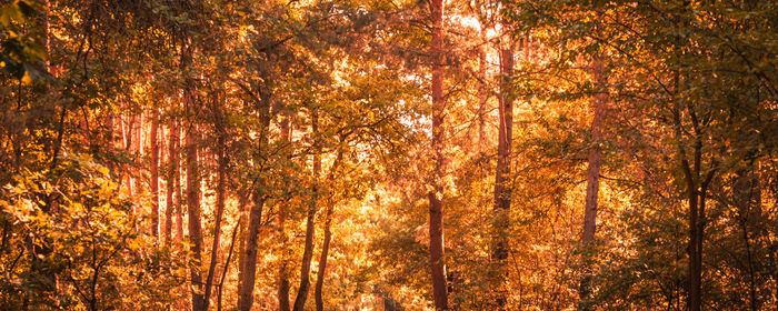 Low angle view of maple trees in forest during autumn